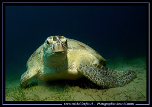 Face to face with this beautiful Turtle in the waters of ... by Michel Lonfat 